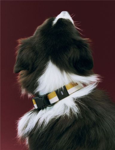 HAY Hundehalsband flach M/L: 65 cm - Off-White/Ocker